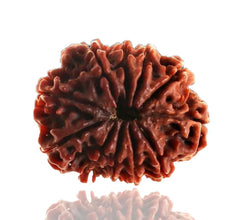11 Mukhi / Faced Nepali Rudraksha