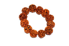 6 Mukhi Rudraksh Bracelet