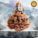 3 Mukhi / Faced Nepali Rudraksha