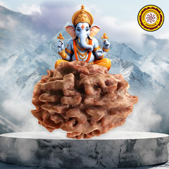 3 Mukhi / Faced Nepali Rudraksha