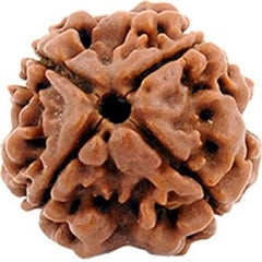 4 face / Mukhi Nepali Rudraksha