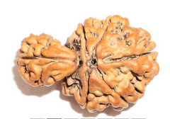 1 Mukhi Savar Rudraksha Beads