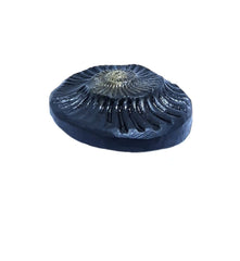 Sudarshan Shaligram