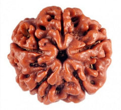 05 Mukhi Nepali Rudraksha