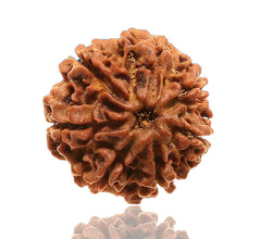 07 Faced Natural Nepali Rudraksha Beads