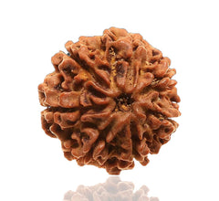 8 Faced Natural Nepali Rudraksha Beads