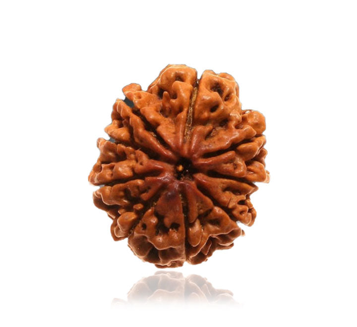 9 Faced Natural Nepali Rudraksha Beads