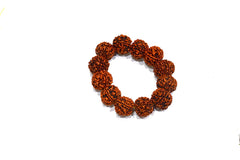 6 Mukhi Rudraksh  Bracelet