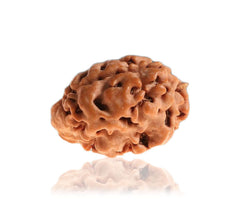 01 Mukhi / Faced Himalayan Rudraksha