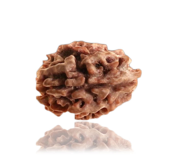 02 Faced Natural Nepali Rudraksha