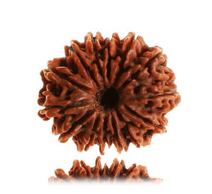 14 Faced Natural Nepali Rudraksha Beads