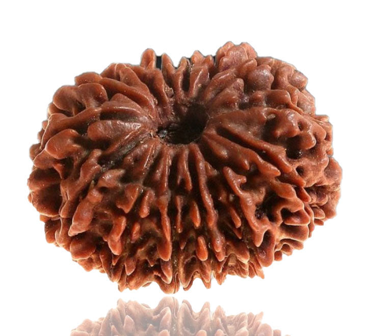 14 Faced Natural Nepali Rudraksha Beads