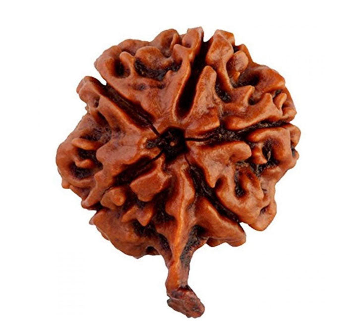 Ganesh Rudraksha Nepali Bead