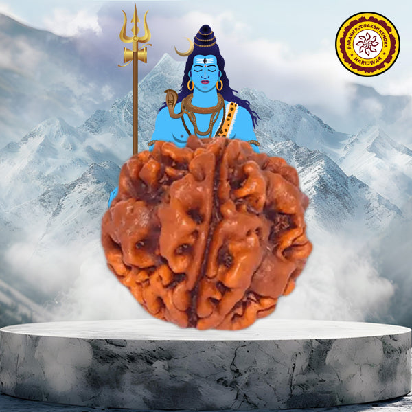 1 Mukhi Gol Rudraksha