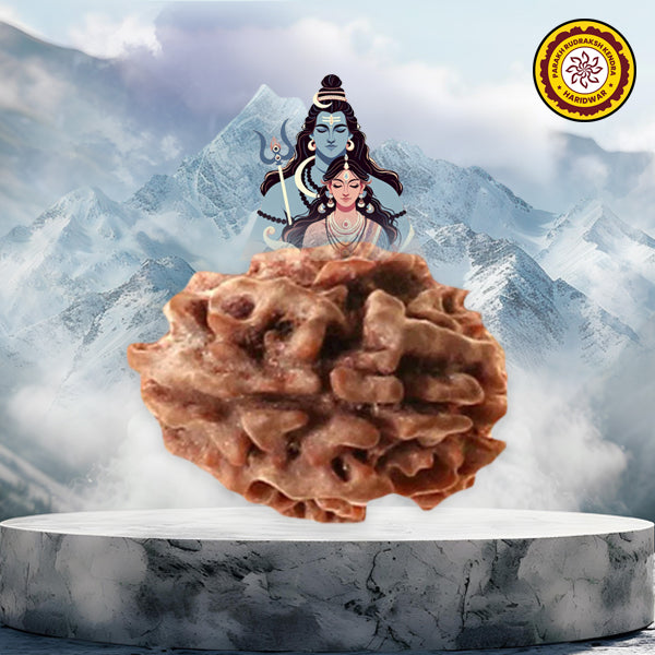 02 Faced Natural Nepali Rudraksha