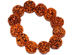 Rudraksha