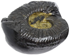 Shaligram